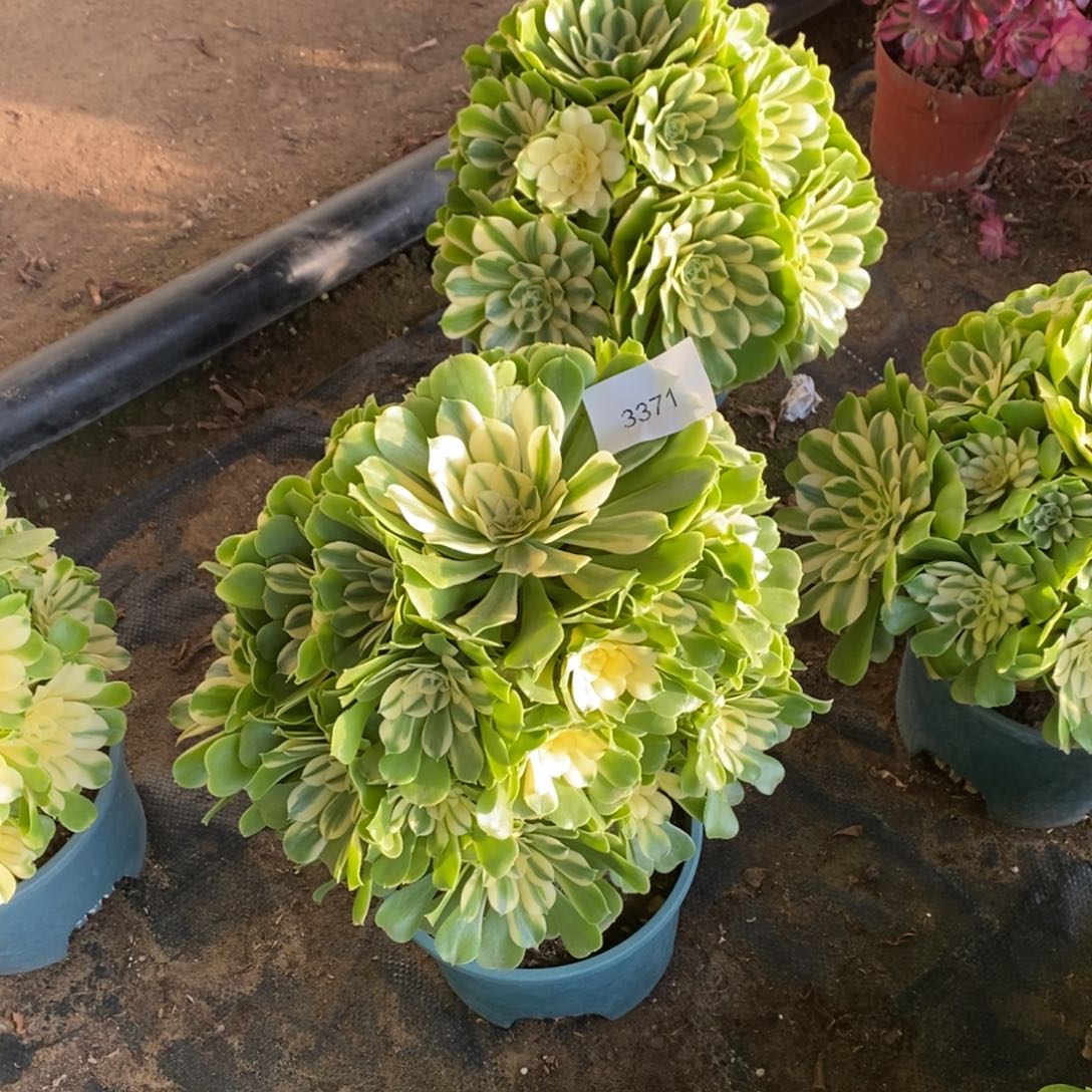 3371号辛尼亚3371号