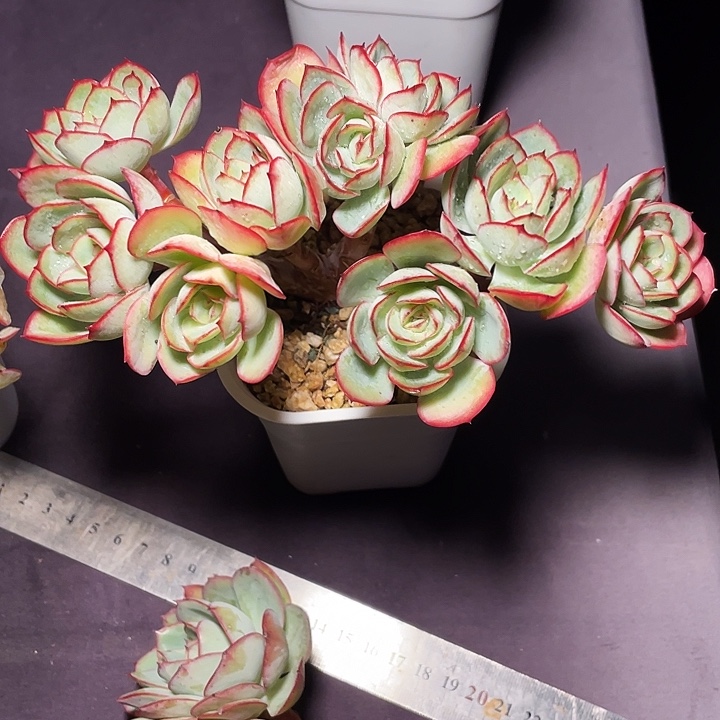 我***鱼多肉植物牡丹亭发货