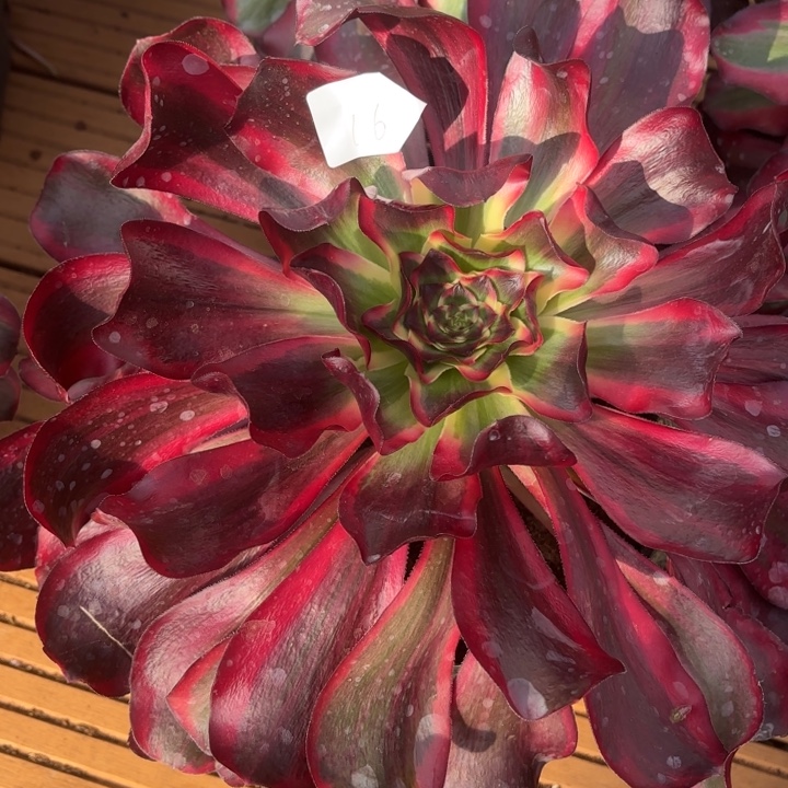 乱***觉云南红魔女好看16号