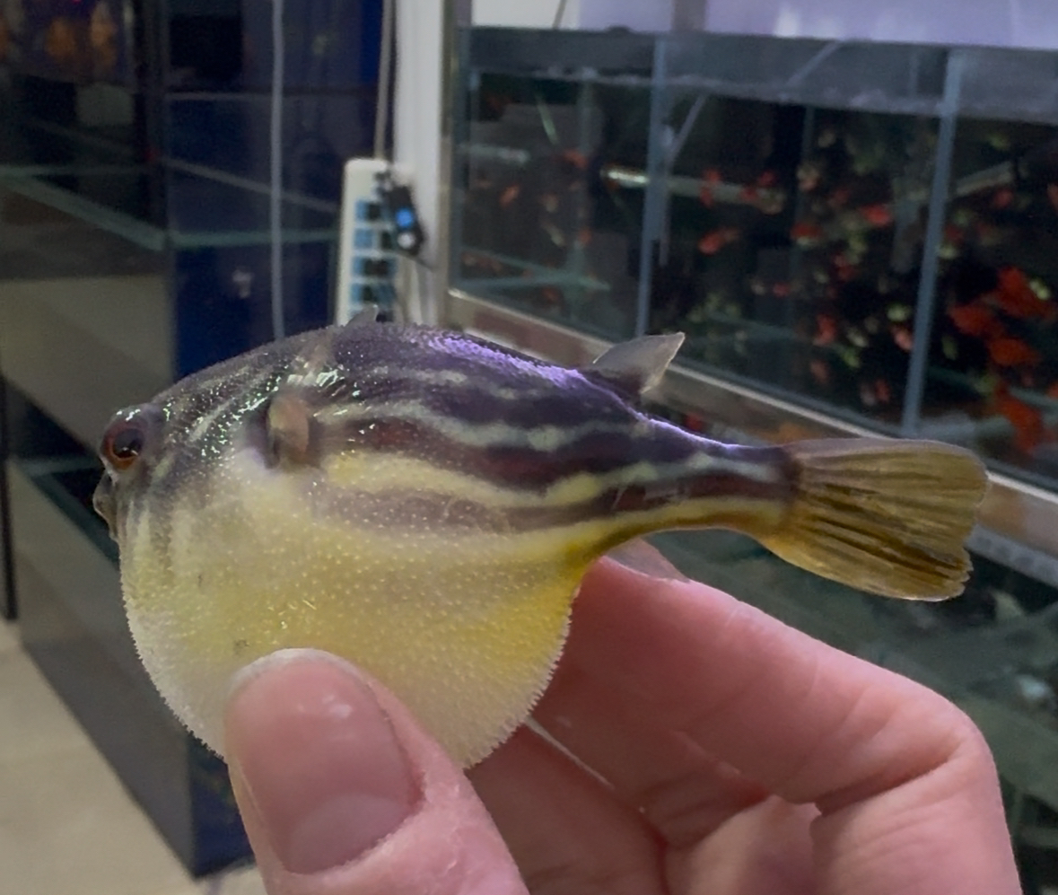 斑马狗头鱼河豚淡水凶猛热带鱼7-8公分（包邮）