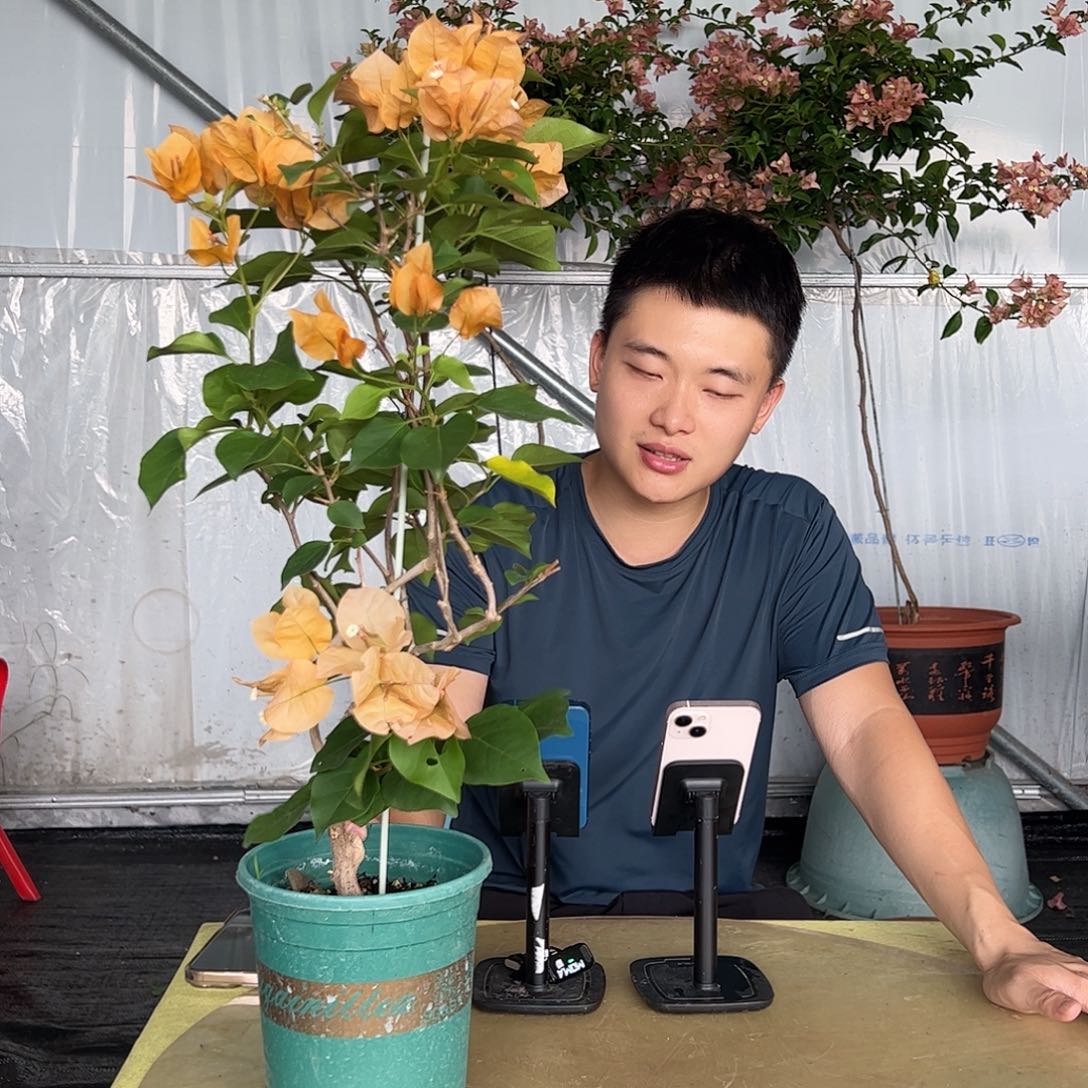 当前无花栽培后可以开花金色光辉带竹一颗