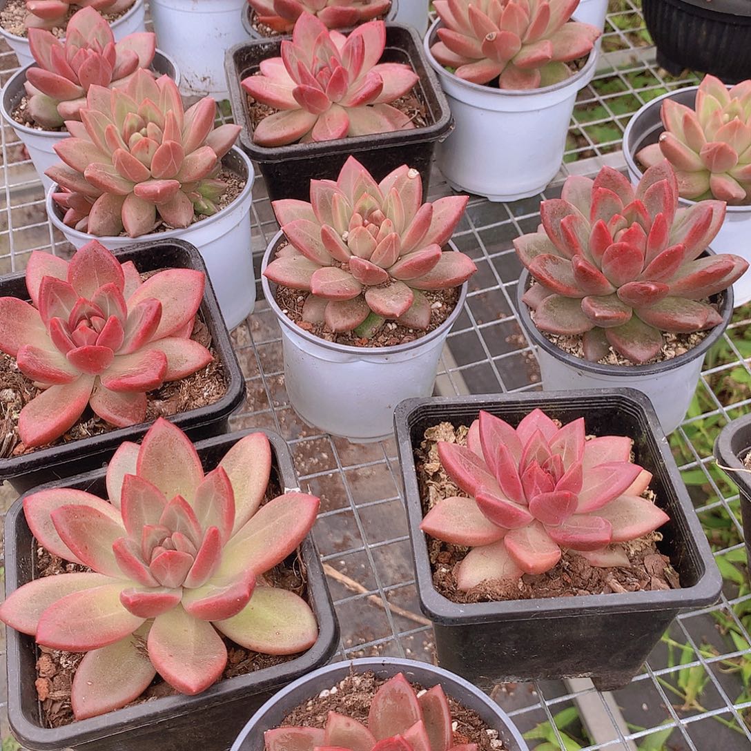 迷雾泡泡捡漏346788899000