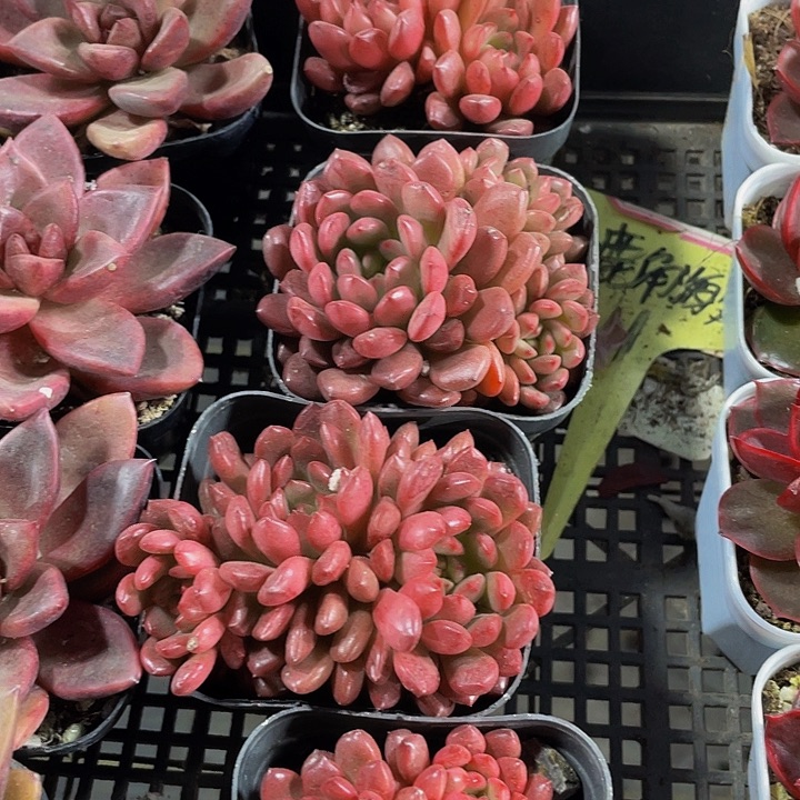 红宝石群带盆土发