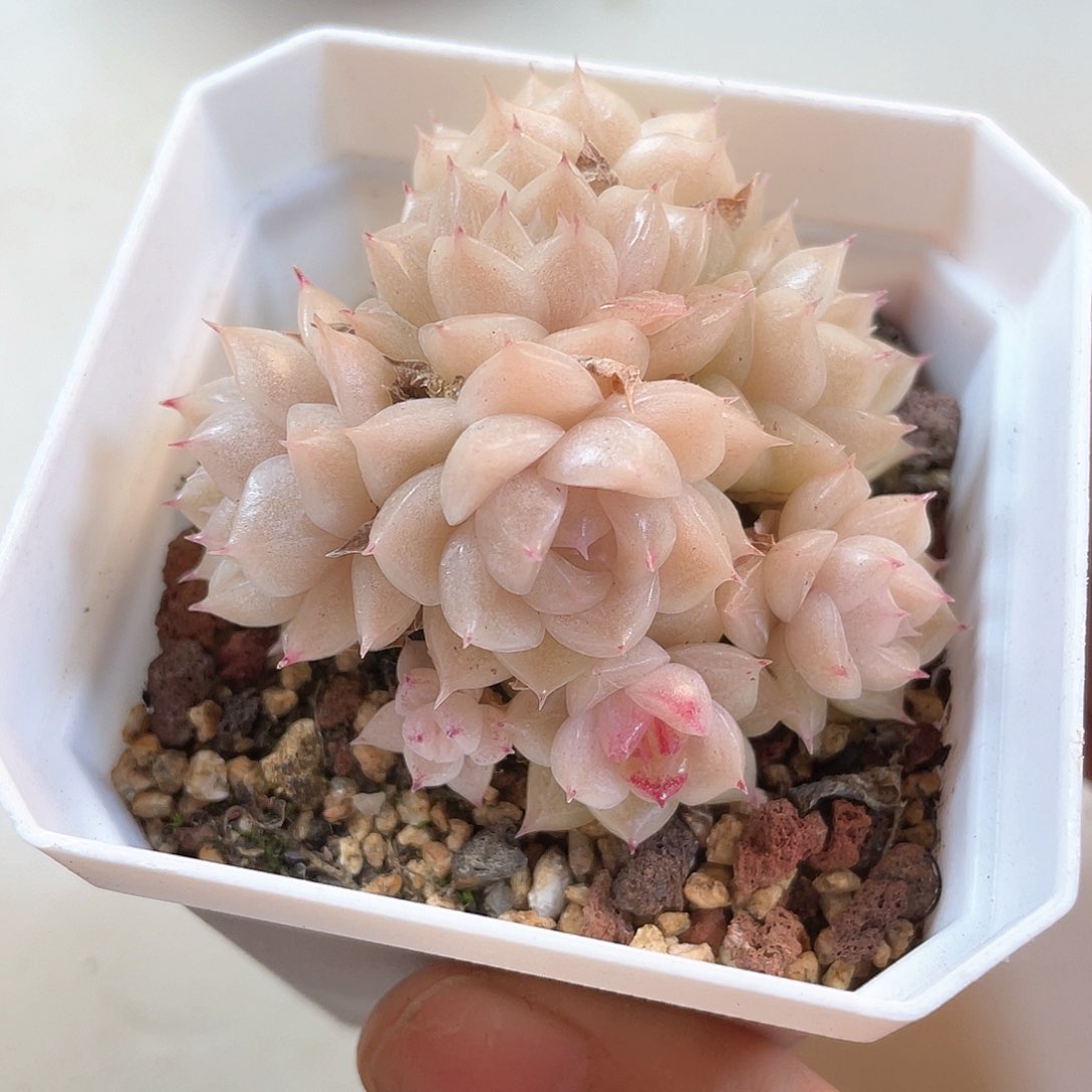 优选麦秆福利550