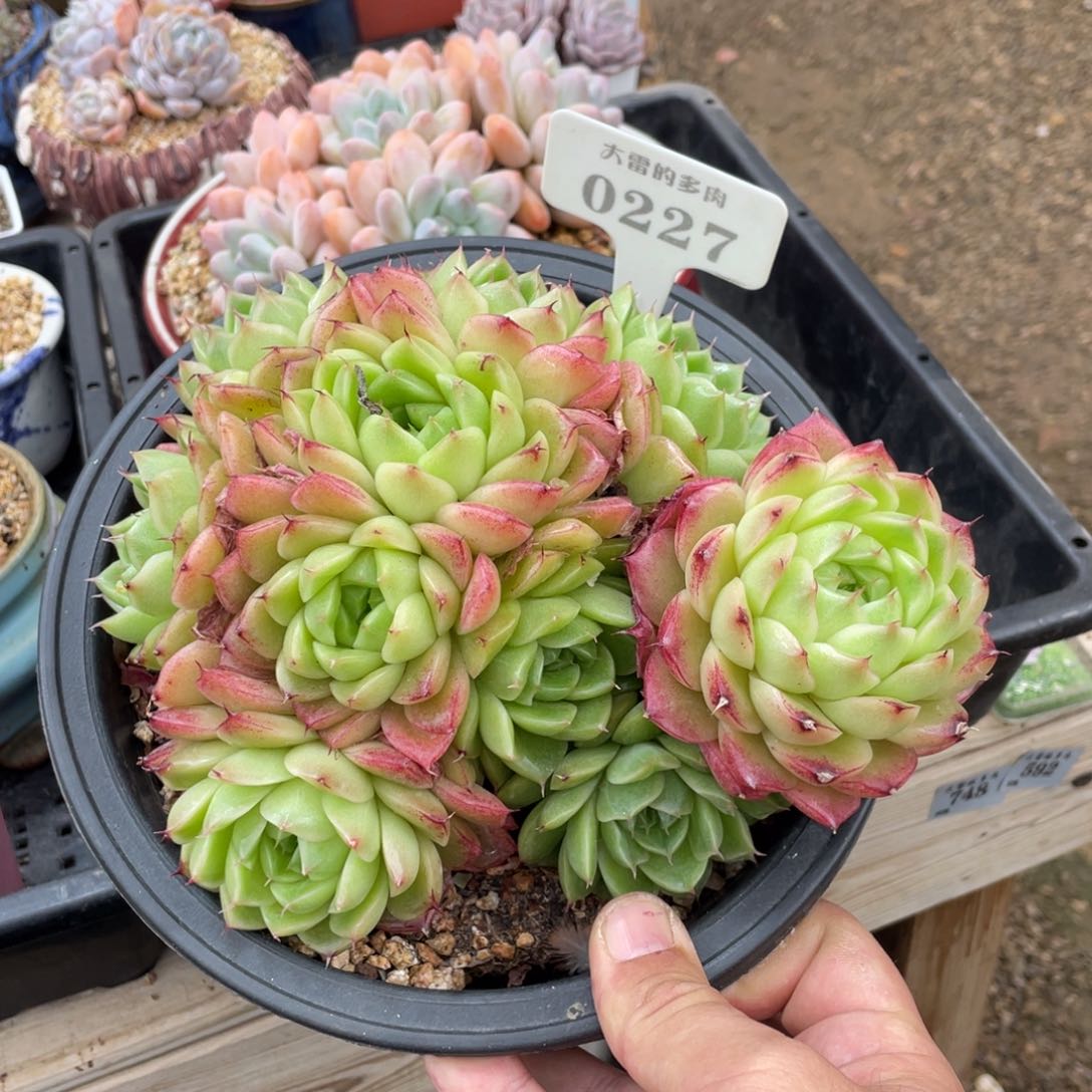 227麦秆不带盆18厘米