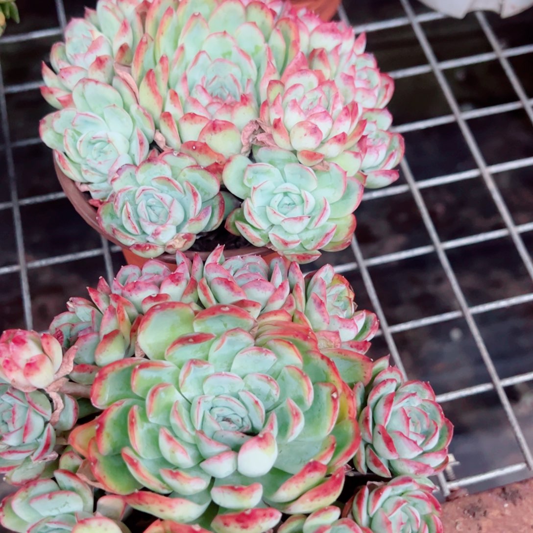 草莓冰手捧老桩两盆