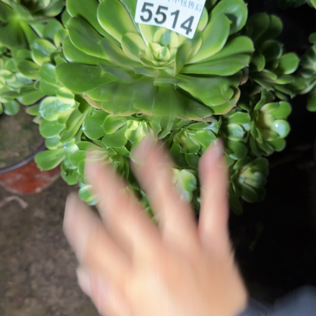 5514辛尼亚多肉植物