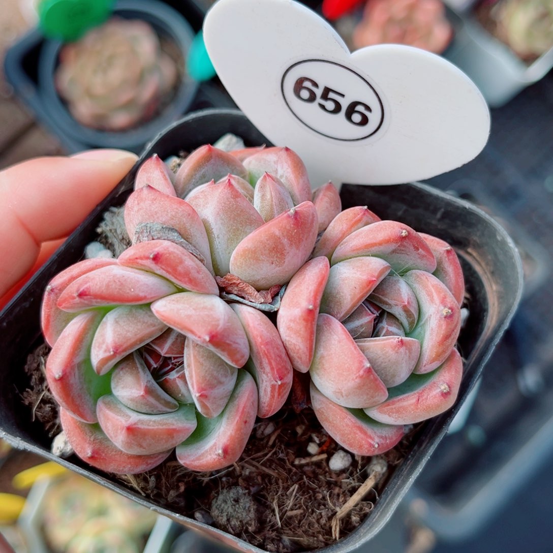 656号小老桩珍妮群3头