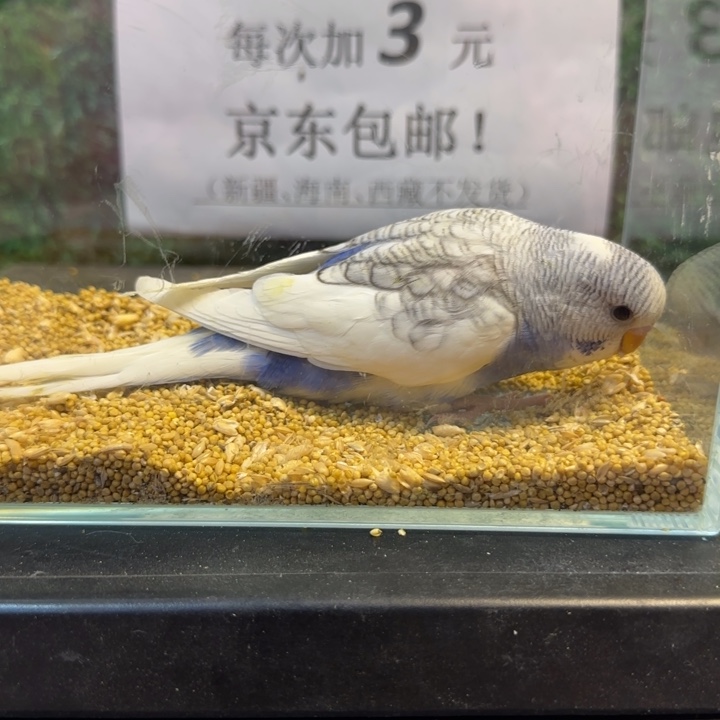 虎皮鹦鹉大头虎皮鹦鹉