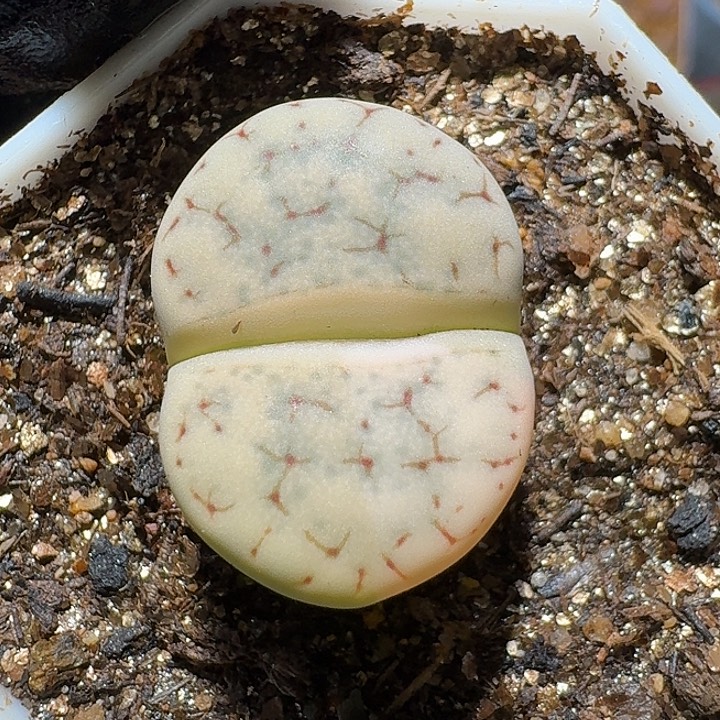 生石花1121。 拉丝锦。  251