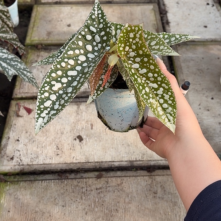 完全开放超白冰秋海棠