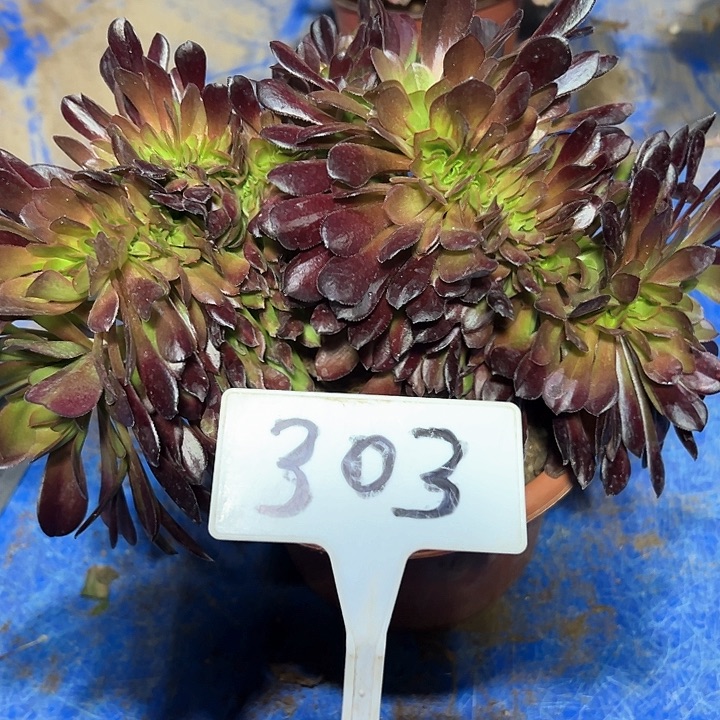 多肉植物欧子缀花