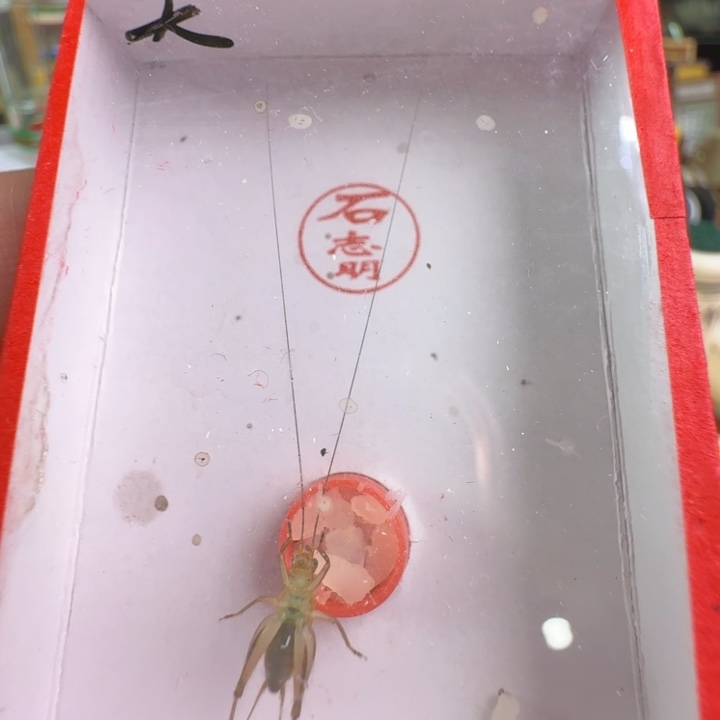 蟋蟀漂亮大黄龄一只合适