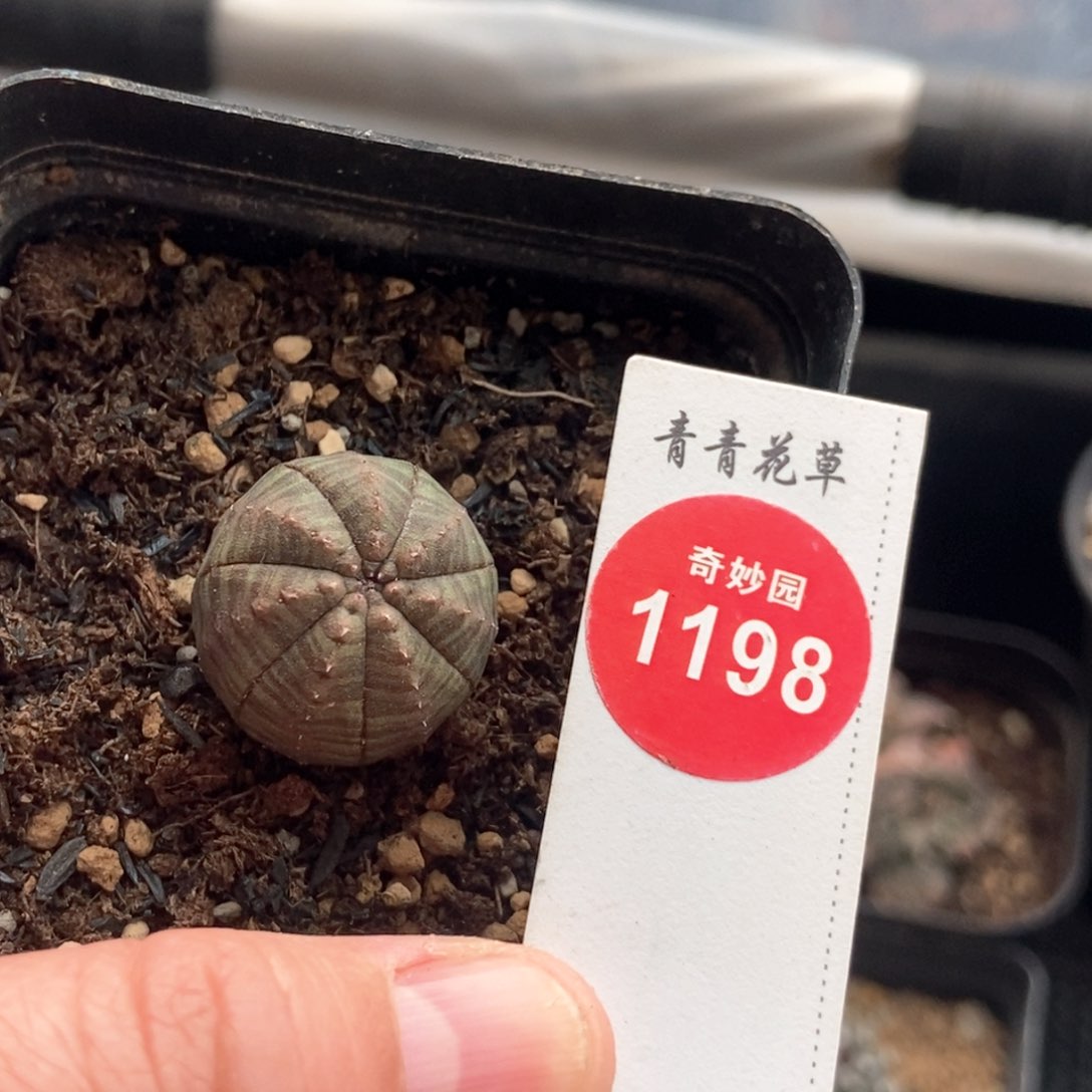 实生欧系布纹球杂交2.1cm