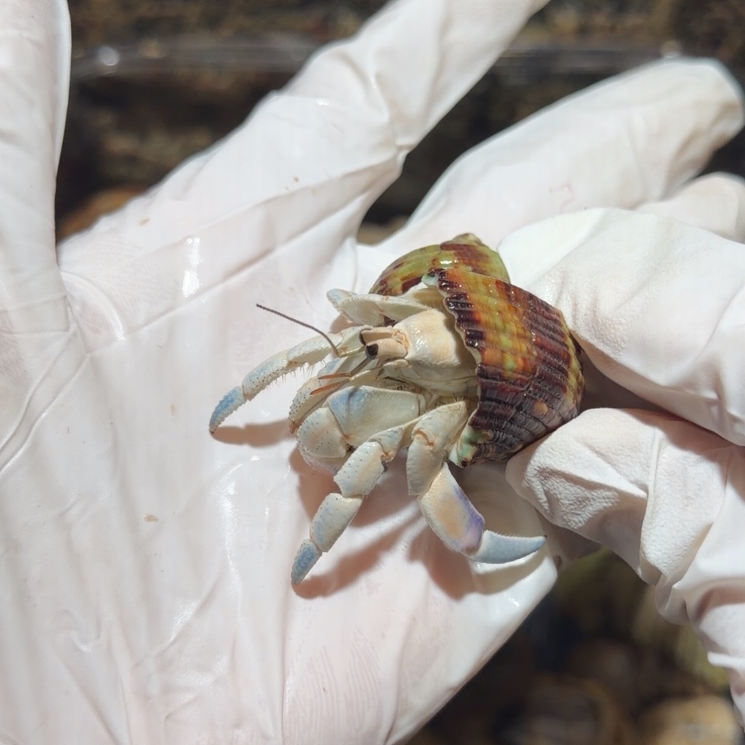 8号 1.95口 baby蓝白