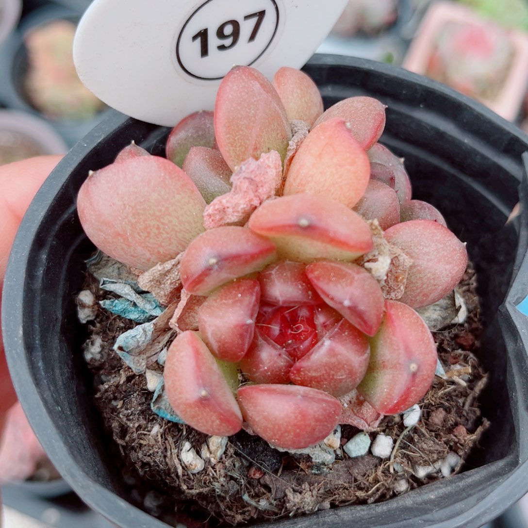 197号小老桩珍妮群