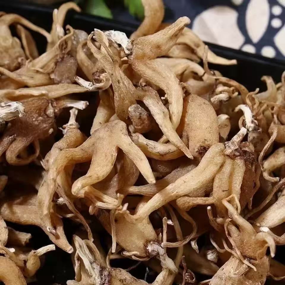 「佛手参」西藏特产佛手参干货个大饱满纯天然正品可煲汤泡酒