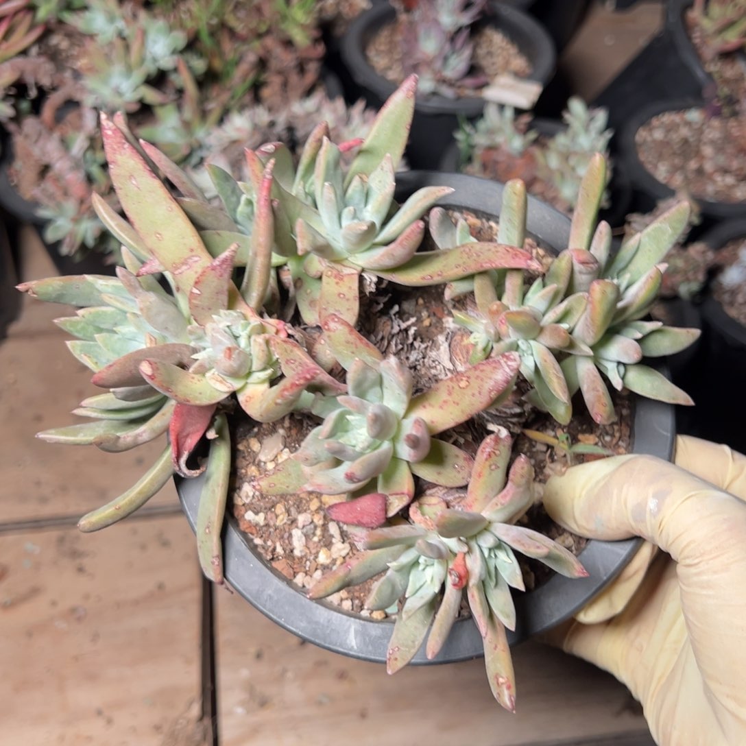 4148法姆哈哈哈哈哈哈哈哈