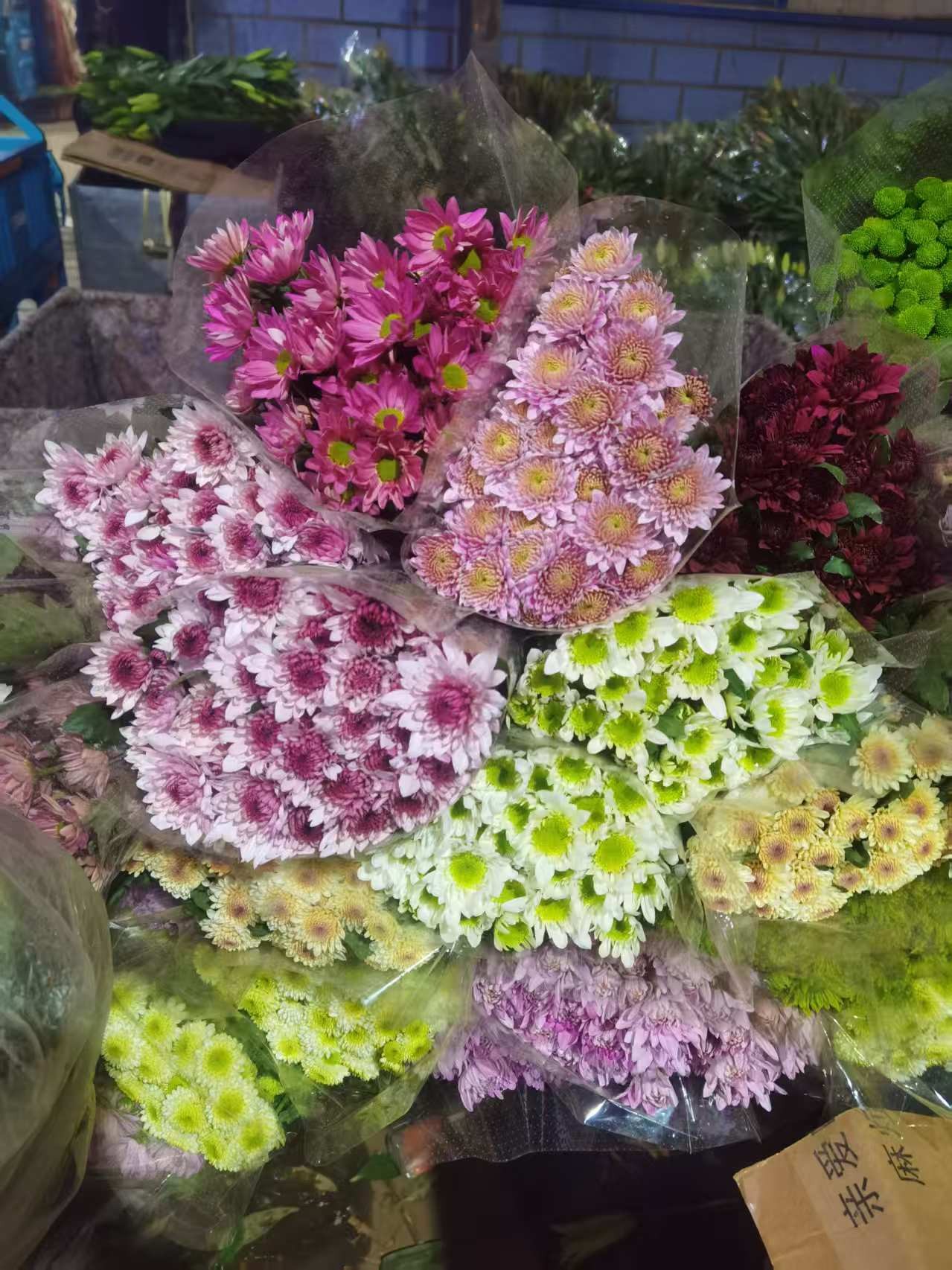 （小雏菊系列）凌源鲜切花小雏菊基地直发