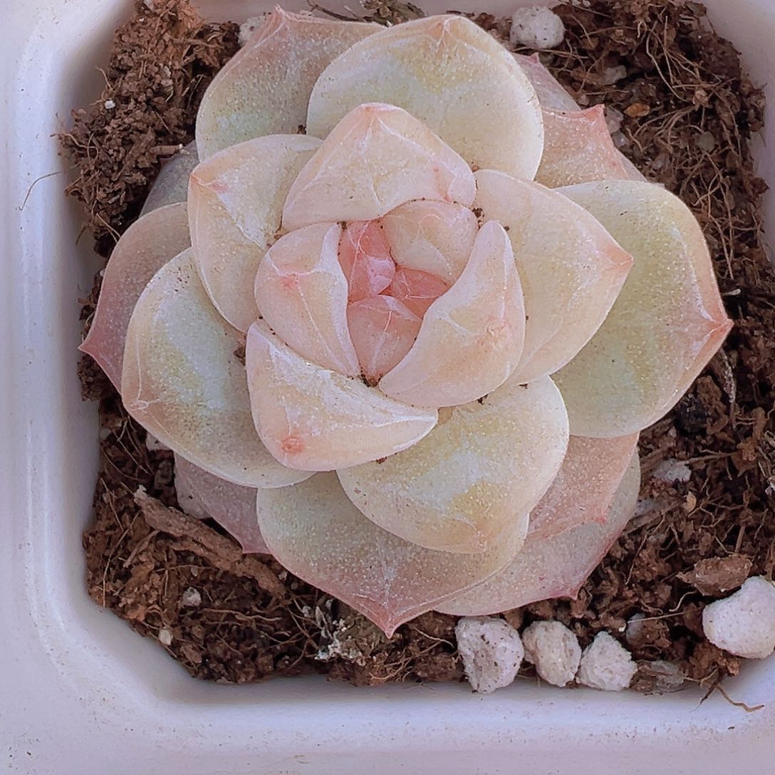 冰钻19包邮多肉植物