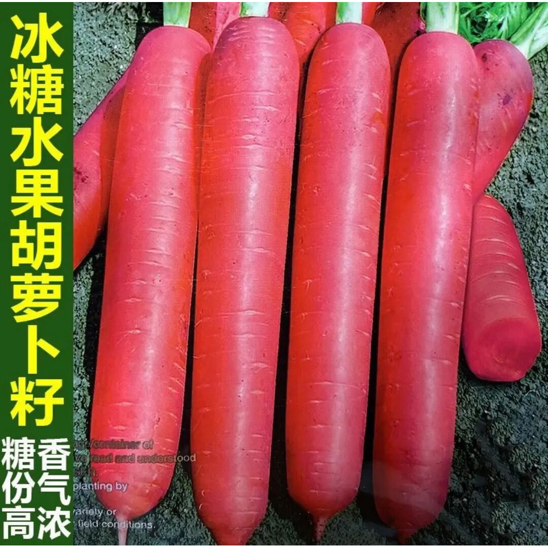 糖心水果胡萝卜种子四季波玫瑰红红萝卜种籽甜脆红胡萝卜种子