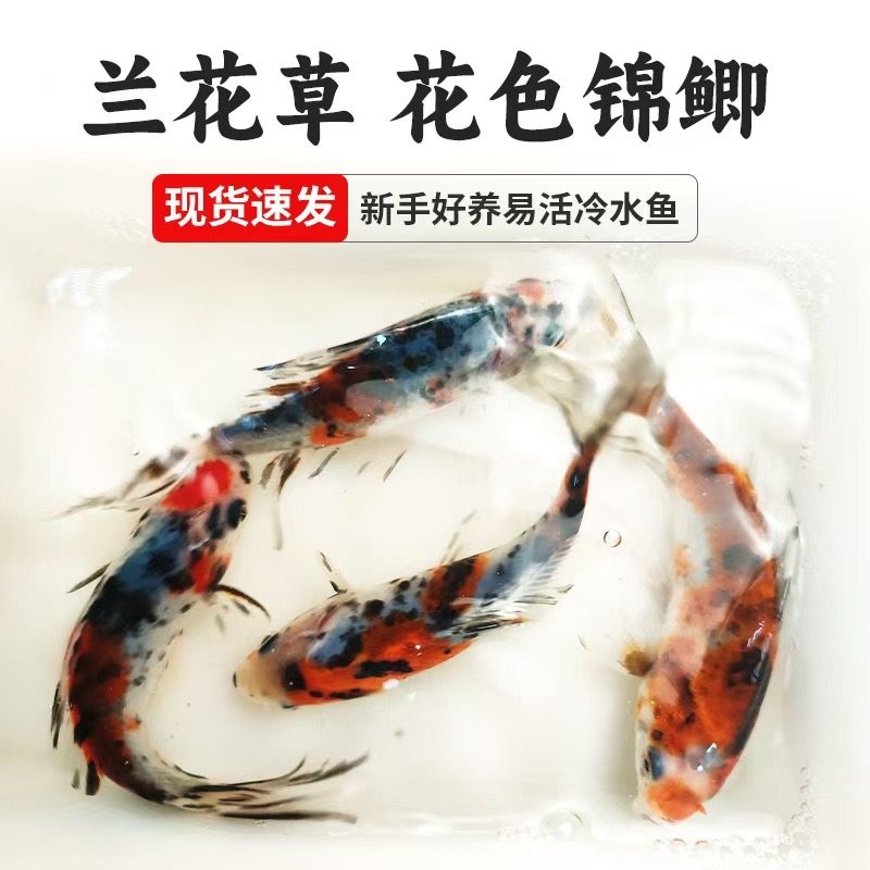 源头渔场兰花草金鱼 7-9厘米 15尾温顺好养皮实耐活 全国包邮包损