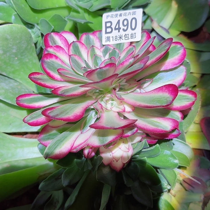 多肉法师荔枝朵朵