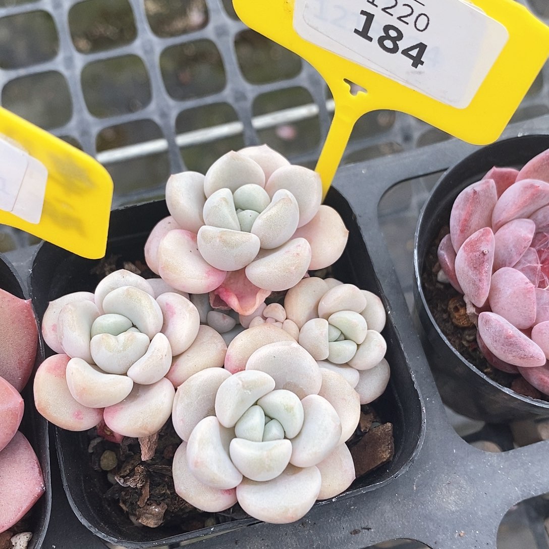 福利多多，1220184