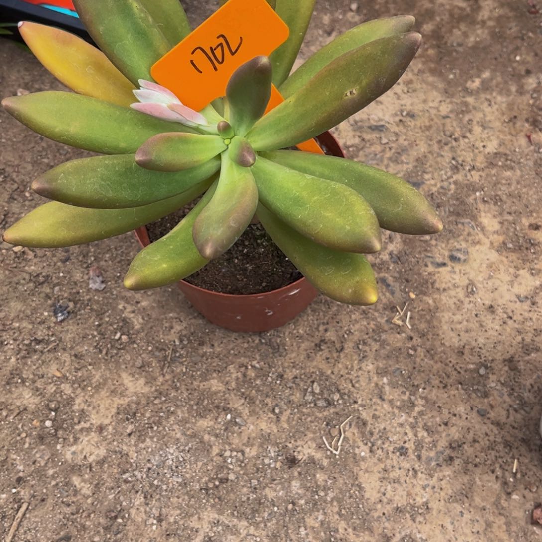 1702号上午多肉植物群生多肉植物