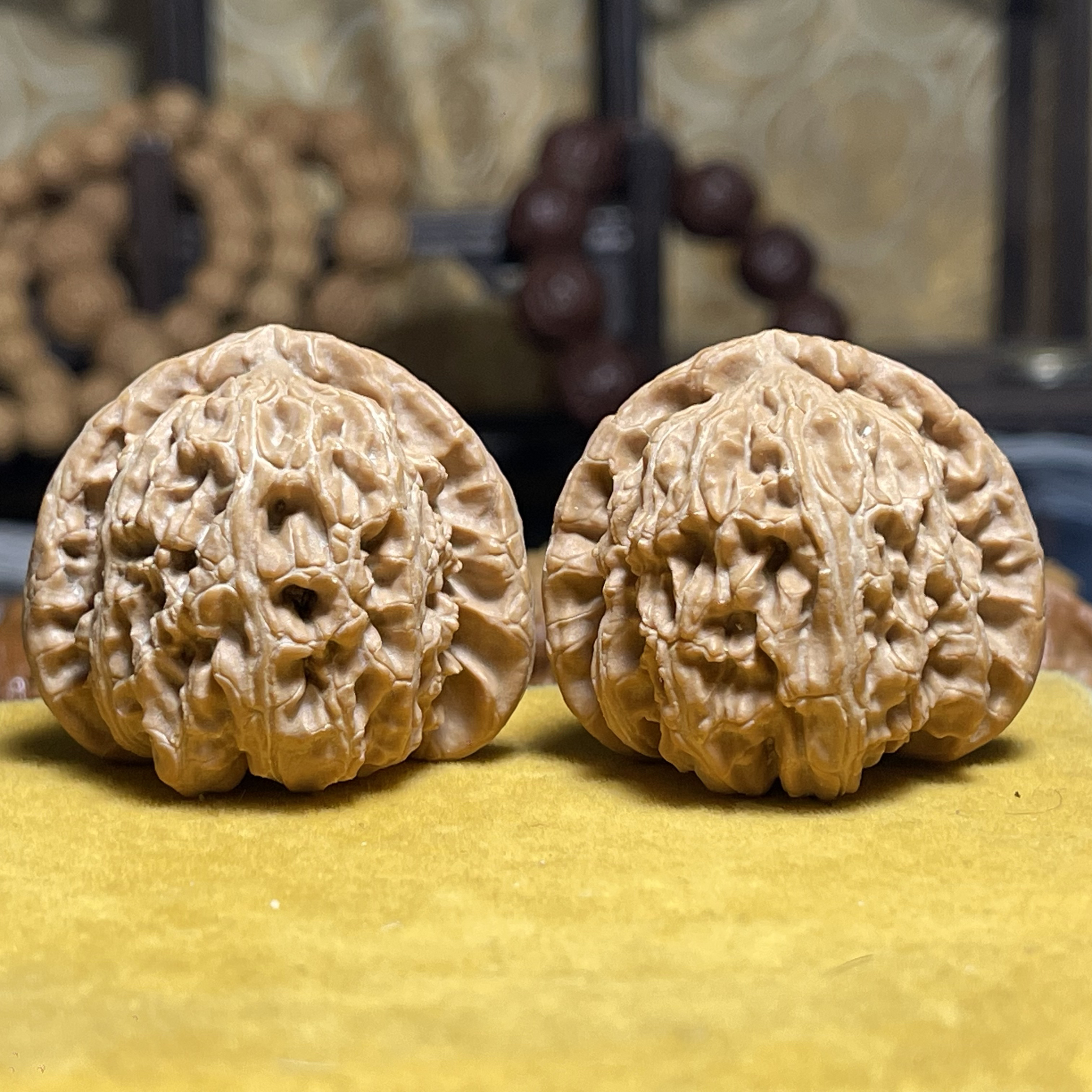 40.5尺，有修三角白狮子