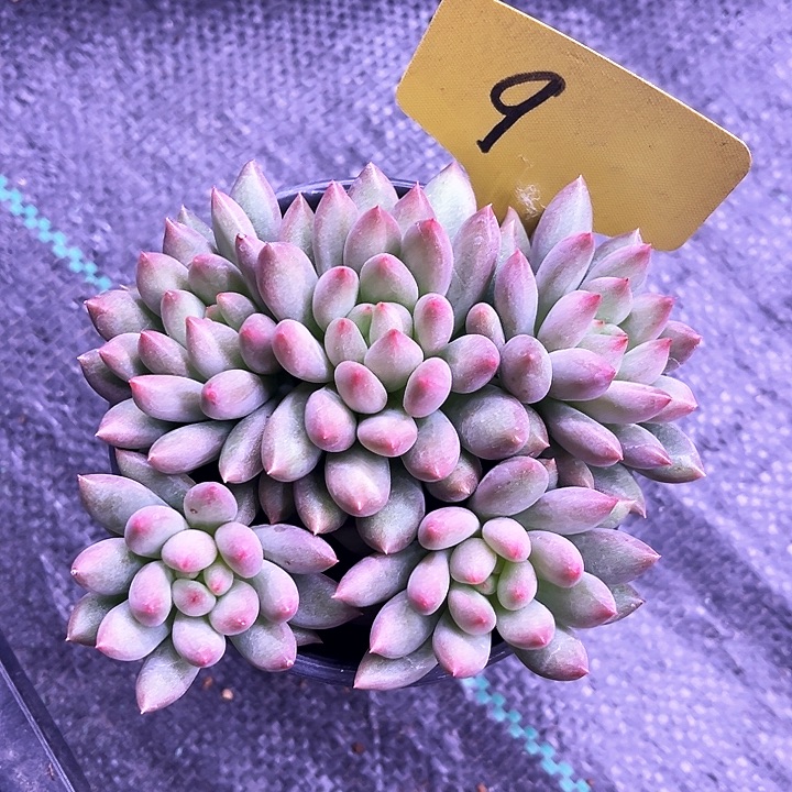 黄体言子9点了吧唧吧唧吧唧