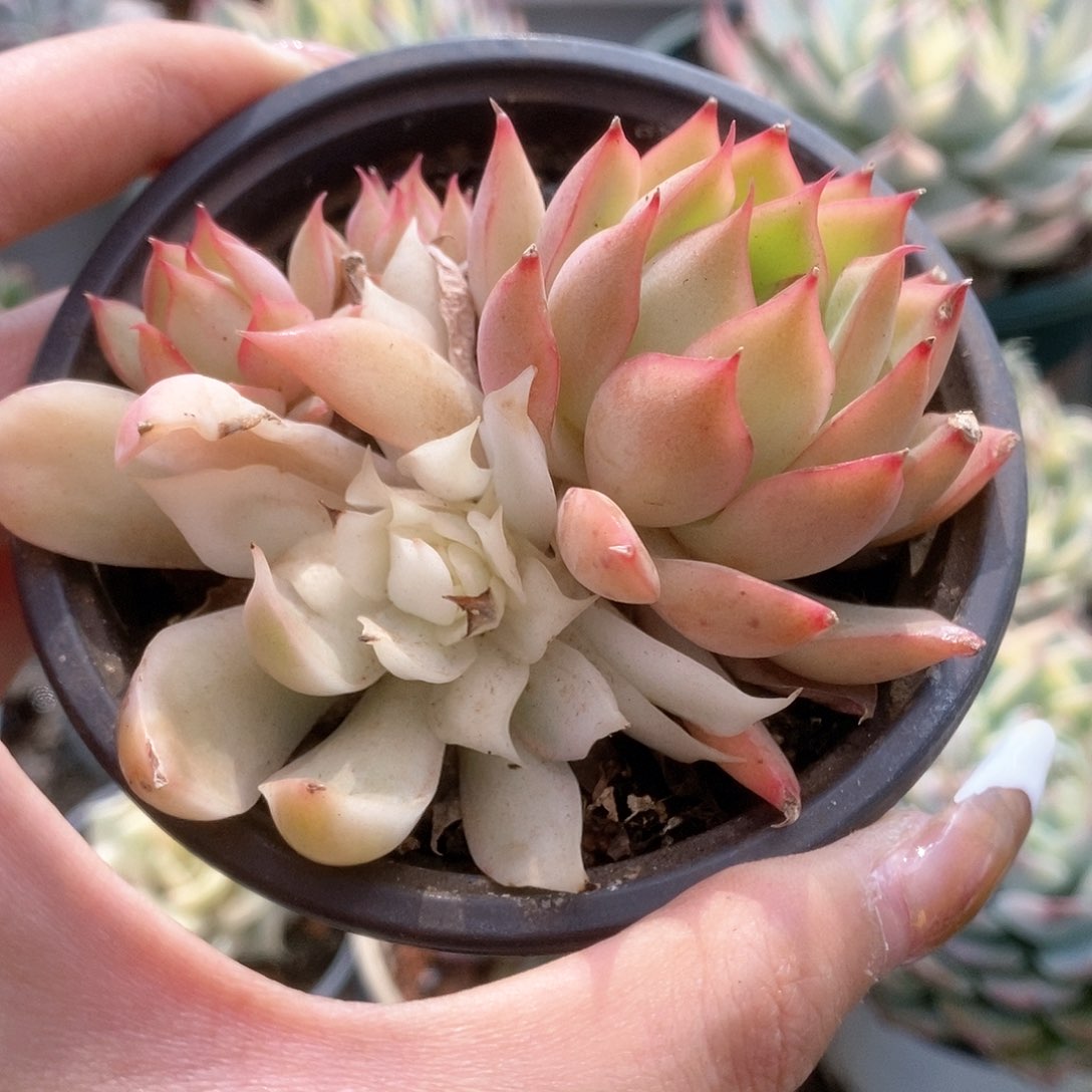 D022宝莲灯锦锦锦锦锦