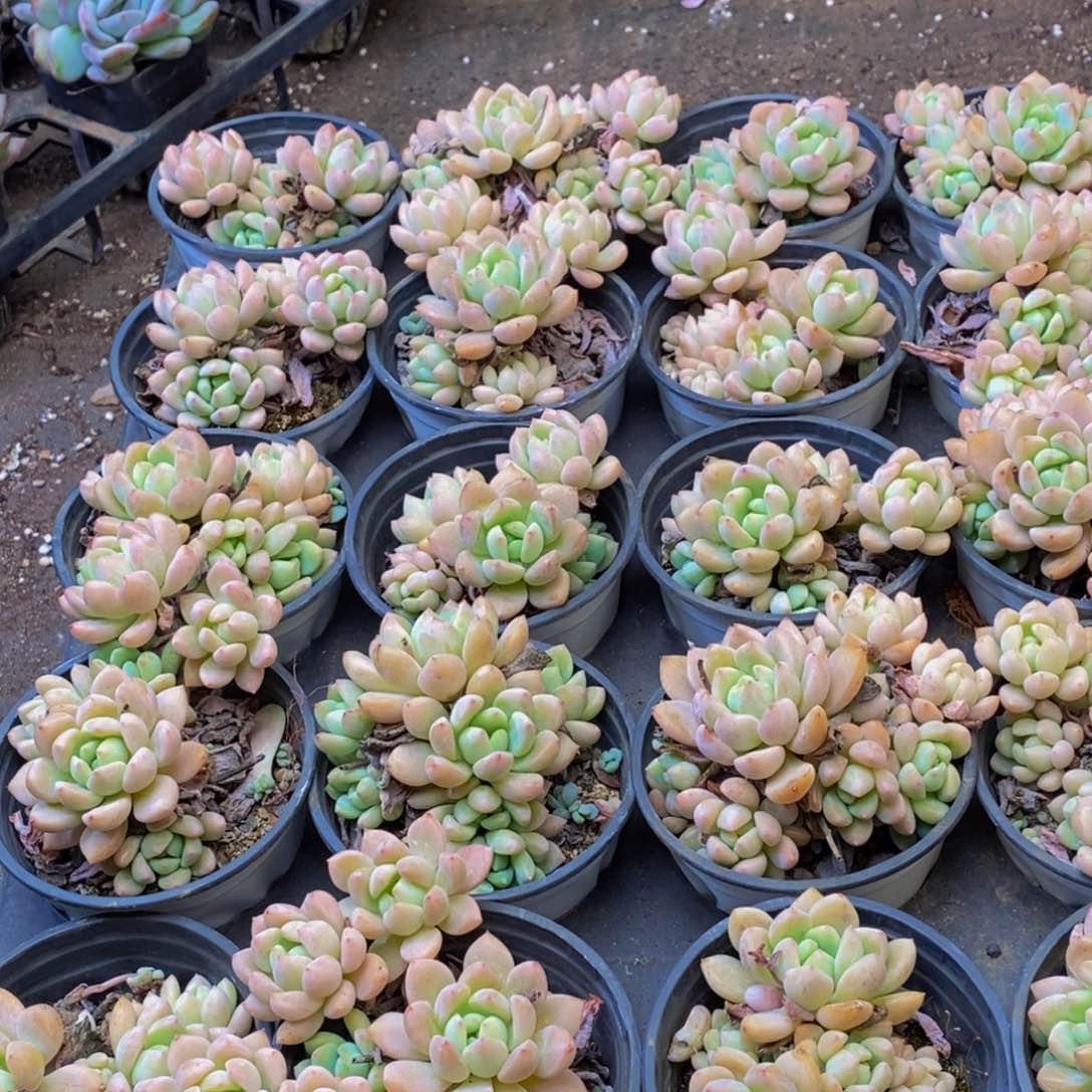 310多肉植物我都不