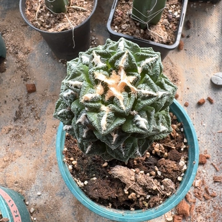 实生秀普苗接风车新顿牡丹