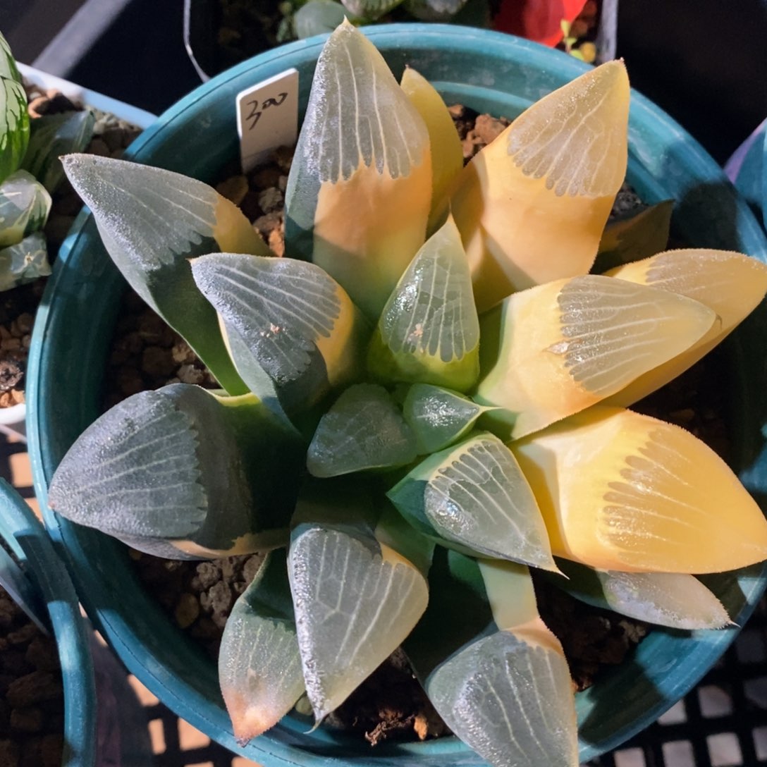 一颗实生大克锦。   