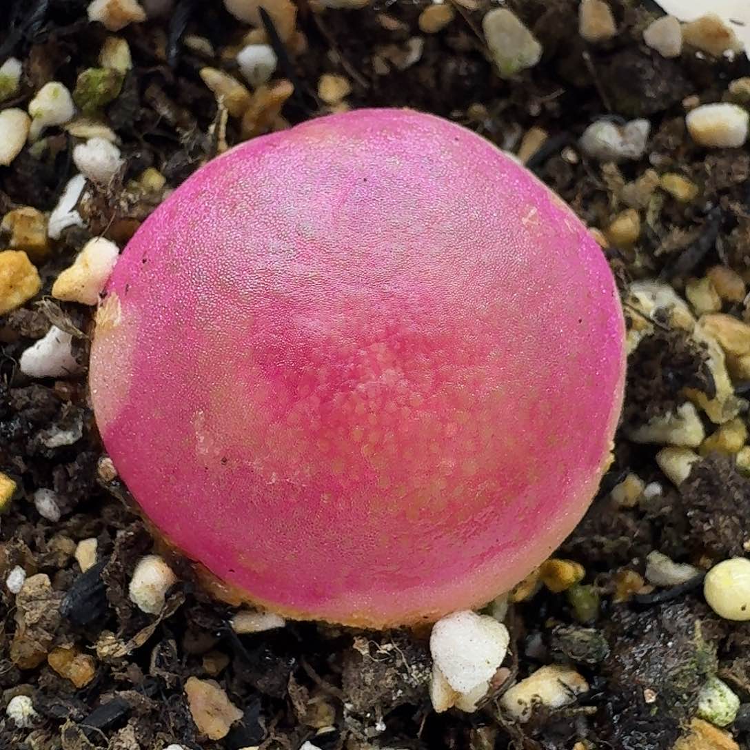 老马生石花2.8灯泡2014