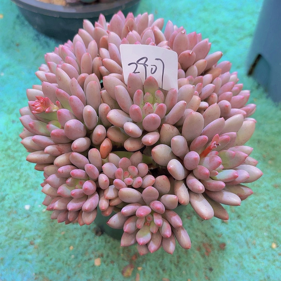 2907美人杂多肉植物