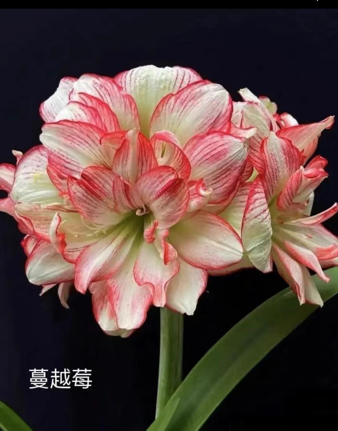 蔓越莓，双龙，花仙子各一棵2左右新手组合