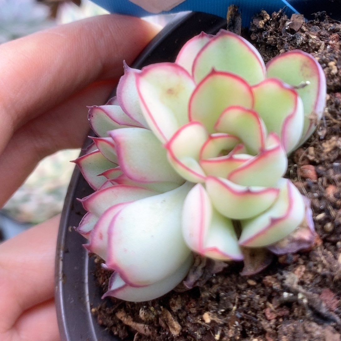 050白慈禧锦锦锦锦锦锦