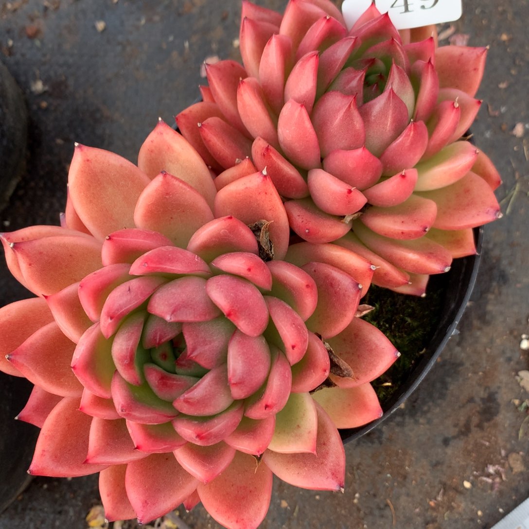 149杂交多肉14冠