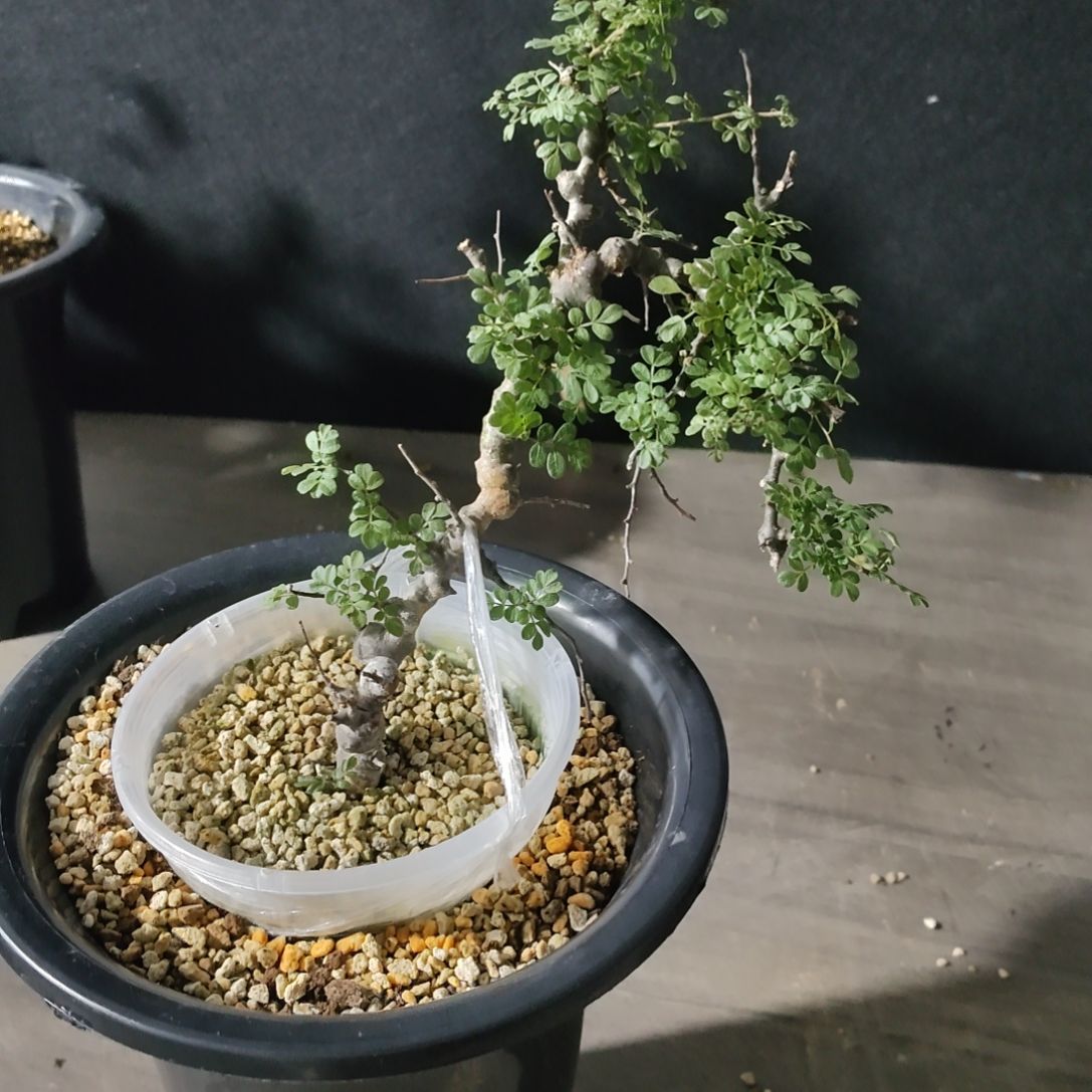 产地扦插念珠橄榄