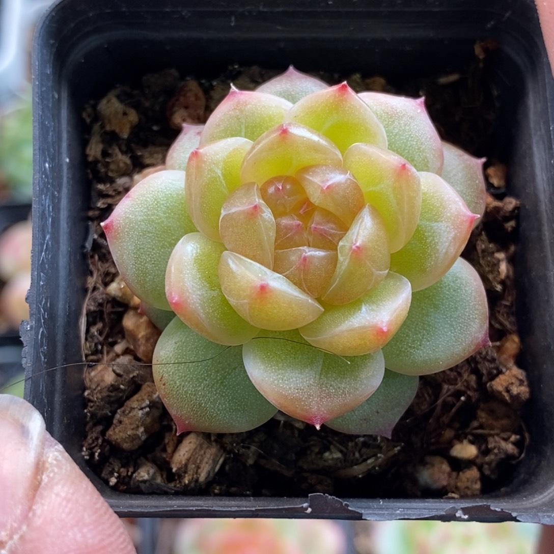 天官赐福百无禁忌