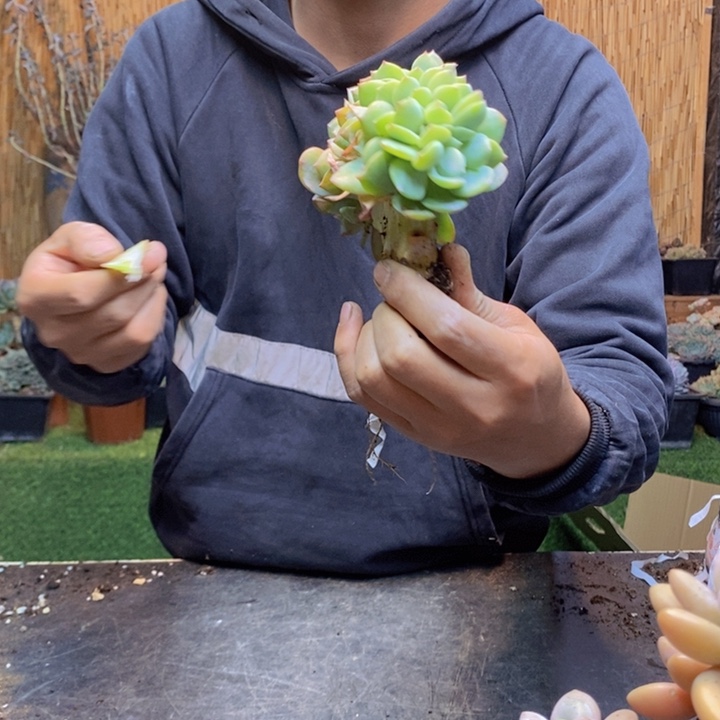 猫***️310号白凤多肉植物