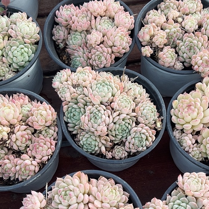    羊脂球    福利多多