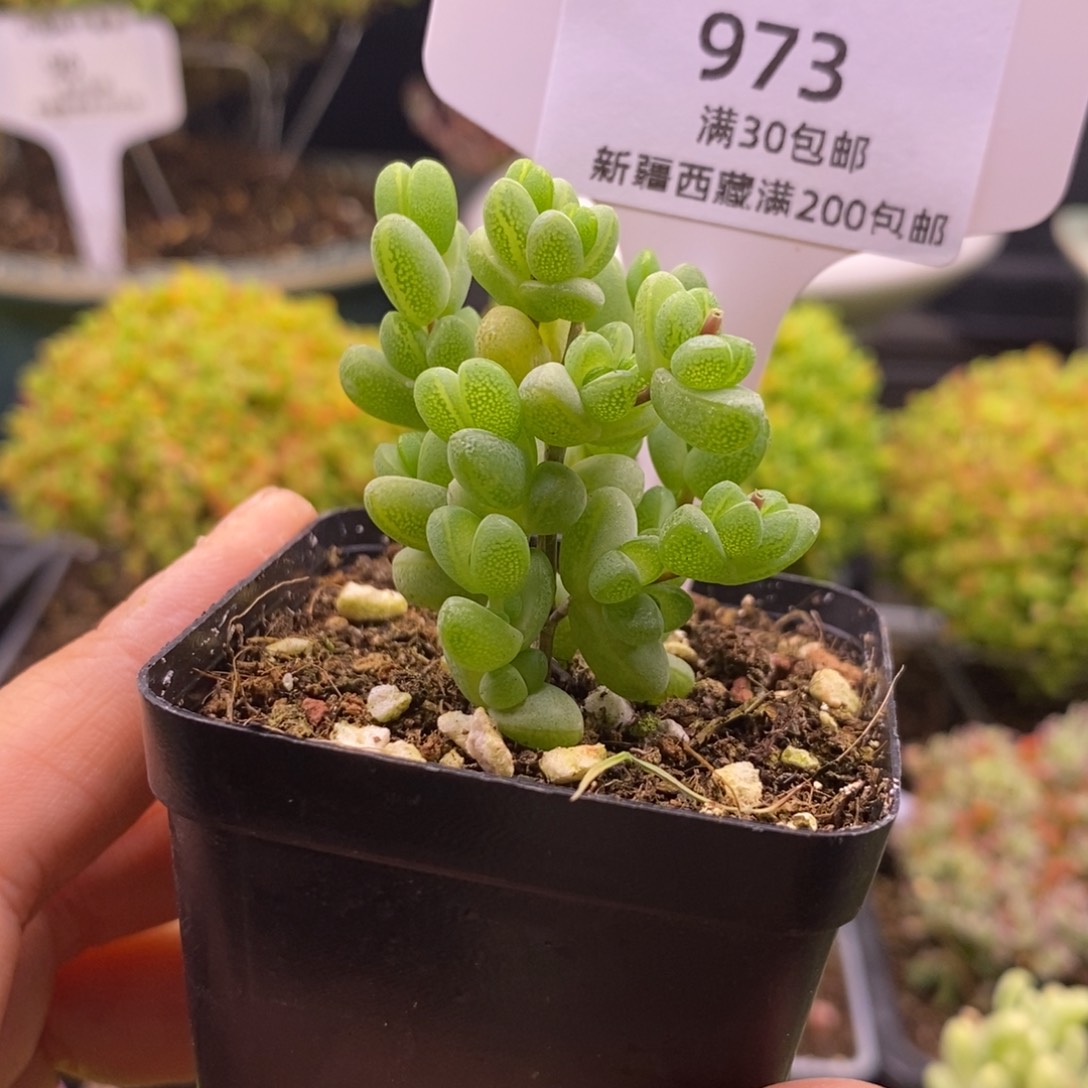 ?****973元宝带盆。     