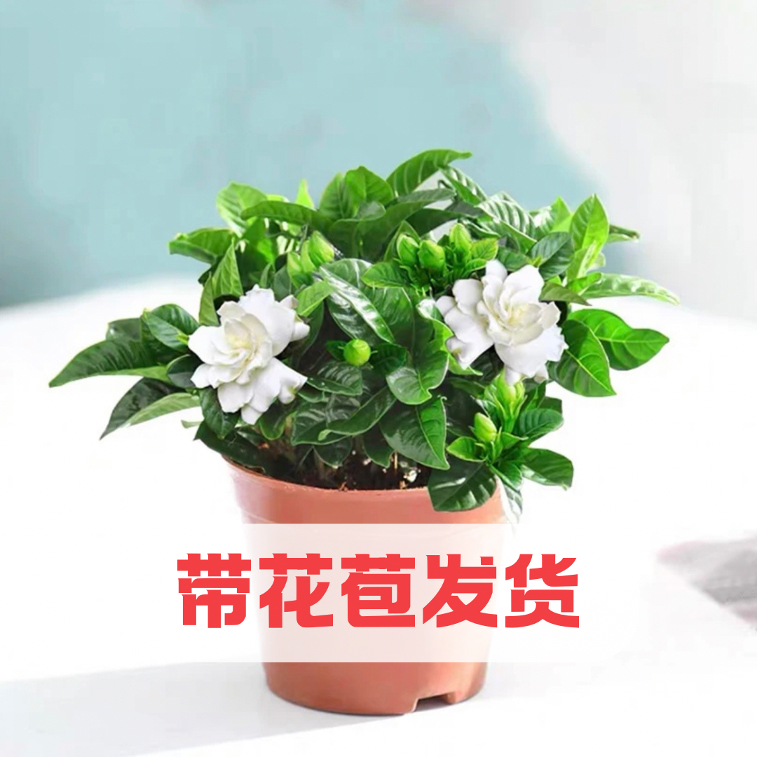 【2盆】香水栀子花重瓣绿植盆栽带花苞四季开花浓香适合阳台室内