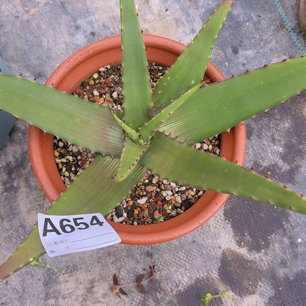 【闪购商品】你**想块根植物