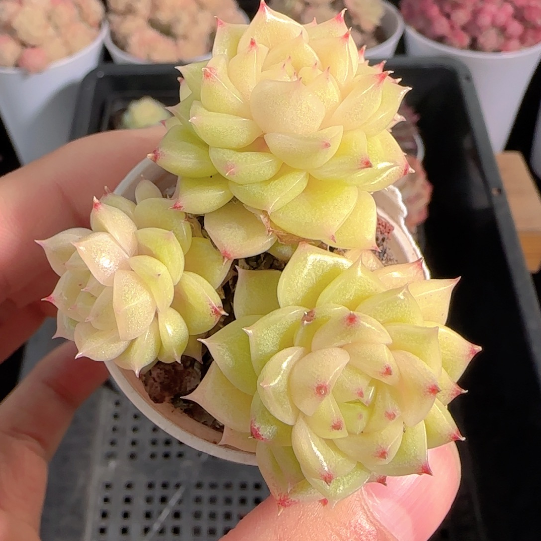 多肉1230-80油亮包子麦秆