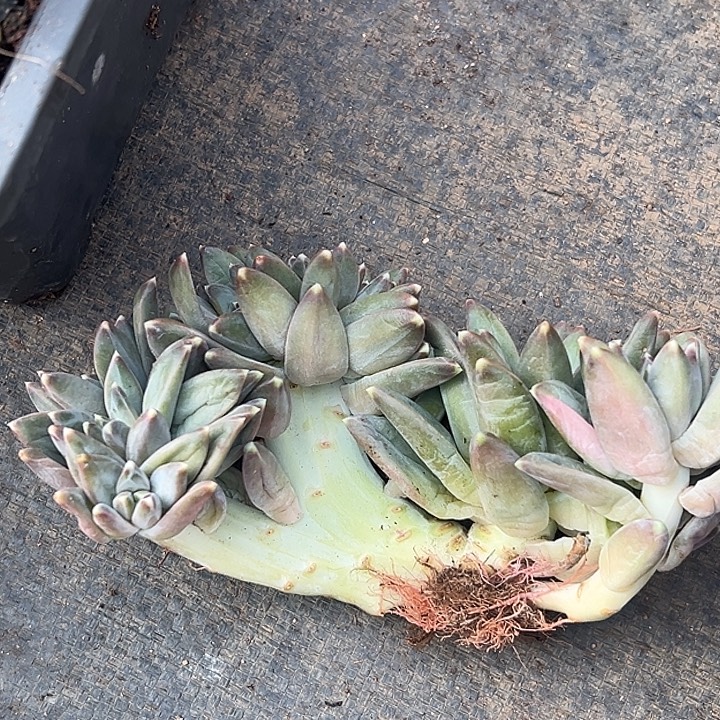 幻影系列美人缀特价