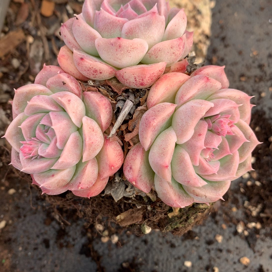 6629杂交多肉植物